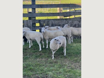 Image 1 of 8