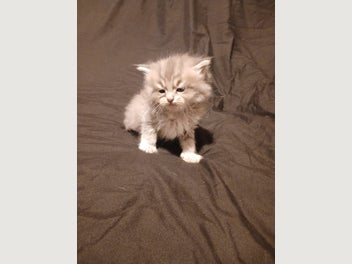 Image 1 of 5