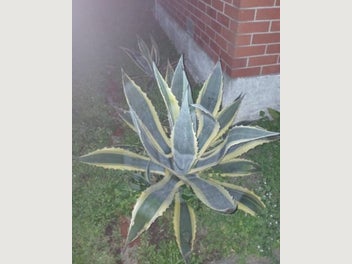 Image 1 of 9