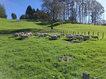 Image 1 of 1