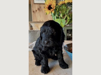 Image 1 of 15