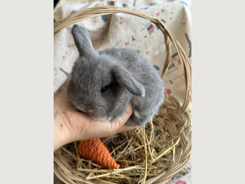Image 1 of 12