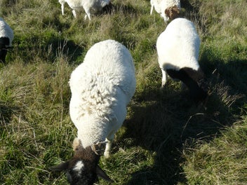 Image 1 of 5