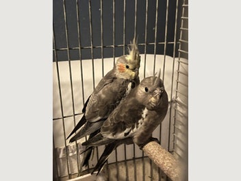 Image 1 of 2