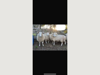 Image 1 of 6