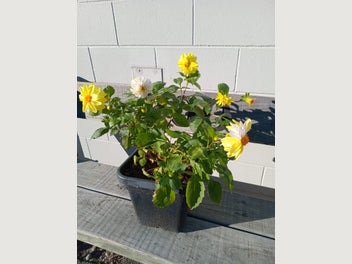 Image 1 of 3