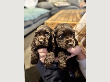 Image 1 of 20