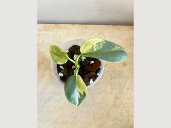 Image 1 of 5