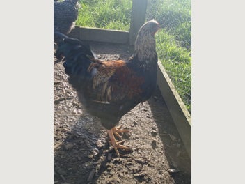 Image 1 of 8
