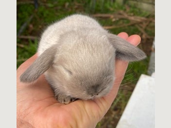 Image 1 of 2