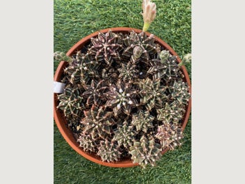 Image 1 of 7