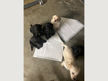 Image 1 of 11