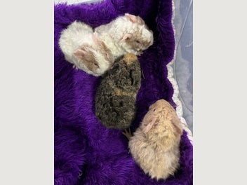 Image 1 of 10
