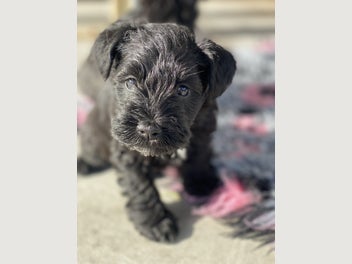 Image 1 of 18