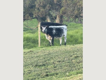 Image 1 of 5
