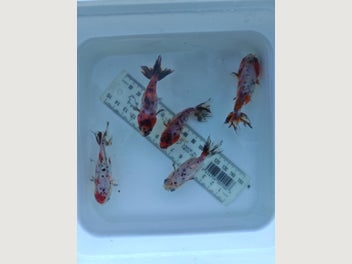Image 1 of 16