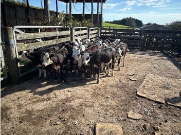 Image 1 of 4
