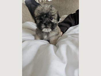 Image 1 of 4