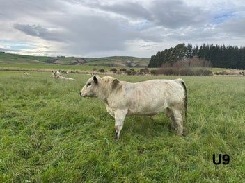 Image 1 of 10