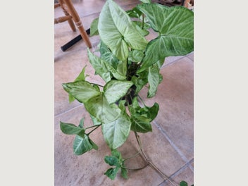 Image 1 of 7