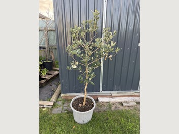 Image 1 of 1