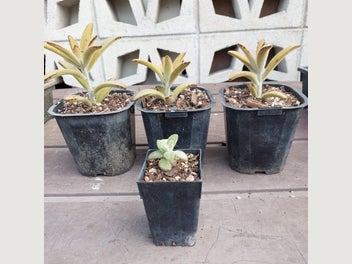 Image 1 of 7