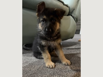 Image 1 of 15