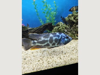 Image 1 of 7