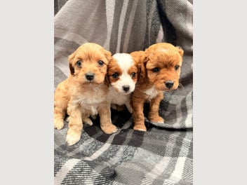 Image 1 of 20
