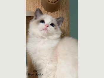 Image 1 of 8