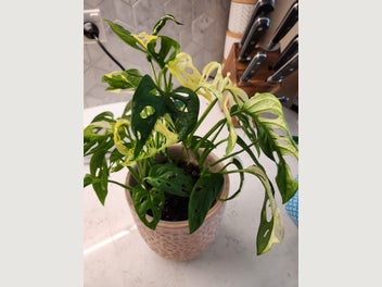 Image 1 of 5