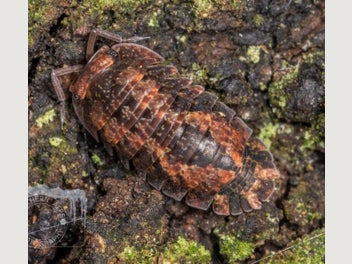 Image 1 of 16