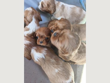 Image 1 of 11