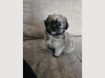 Image 1 of 4