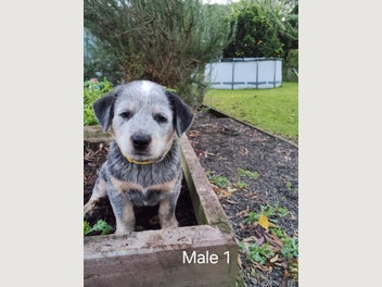 Image 1 of 6