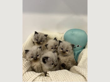 Image 1 of 11