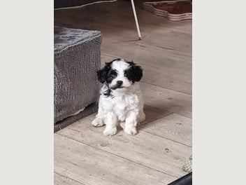 Image 1 of 11