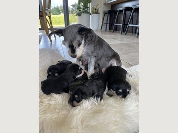 Image 1 of 7