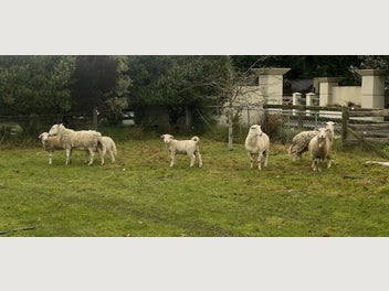 Image 1 of 4