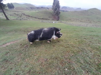 Image 1 of 6