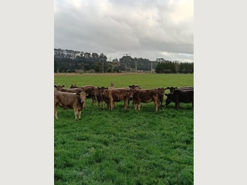 Image 1 of 9