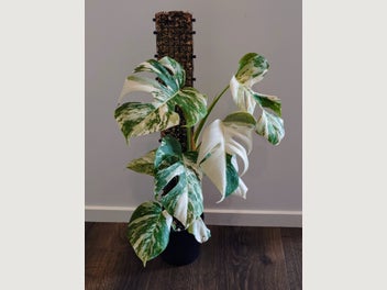 Image 1 of 10