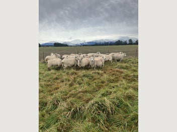Image 1 of 11
