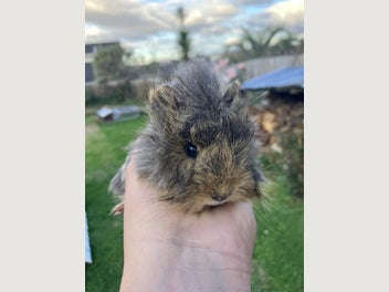 Image 1 of 11