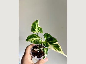 Image 1 of 3
