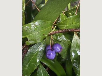 Image 1 of 11