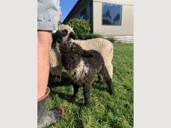Image 1 of 8