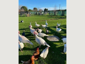Image 1 of 4