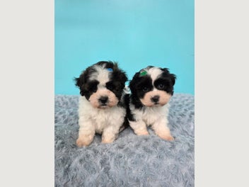 Image 1 of 20