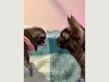 Image 1 of 13